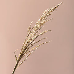 servetten MS pluim oudroze