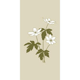 servetten Anemone
