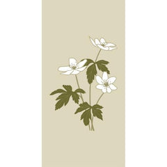 servetten Anemone